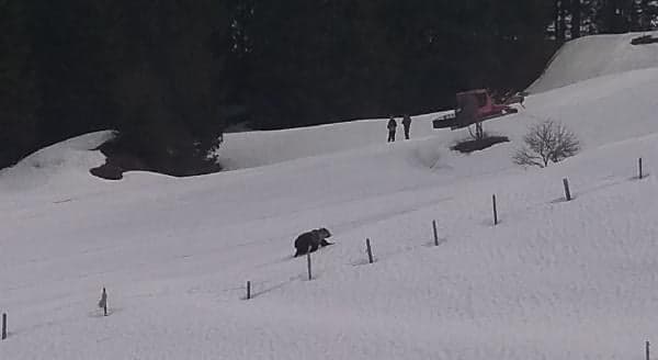 Brown bear strolls across Swiss ski slope