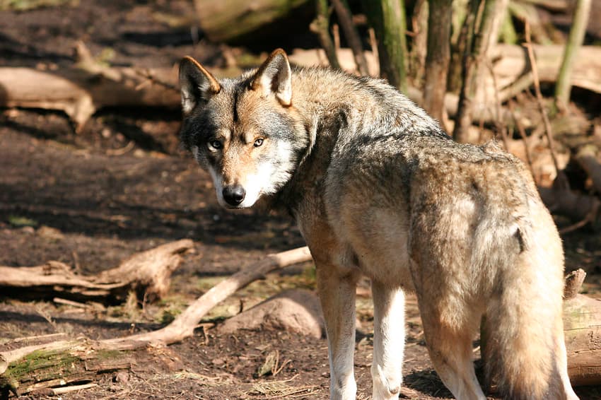 Danish zoo director advises against wolf 'panic measures'
