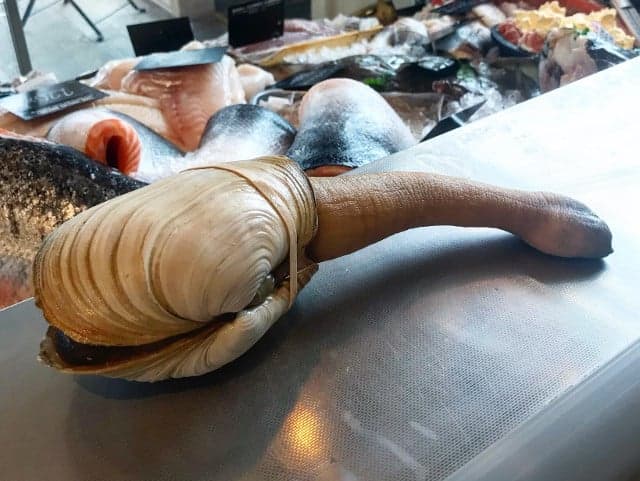 'What the…?': Swedes can't stop laughing at this phallic clam