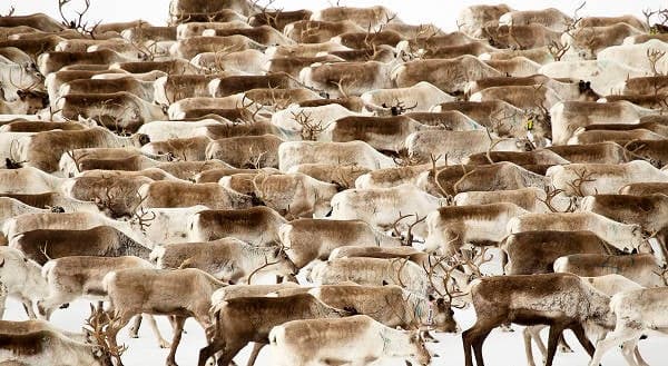 IN PICTURES: Amazing images of reindeer herding in northern Sweden