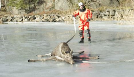 Sunbathing elk give Swedish rescue services a scare