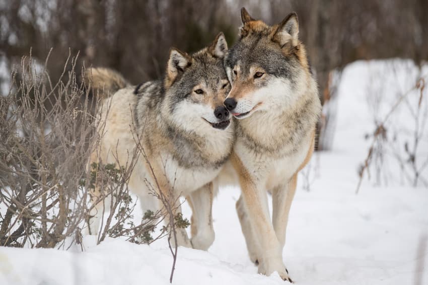 Disputed wolf hunt in Norway was legal, court rules