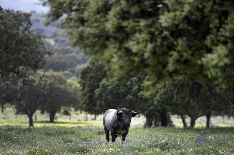 Breeding fighting bulls in Spain: a family's passion