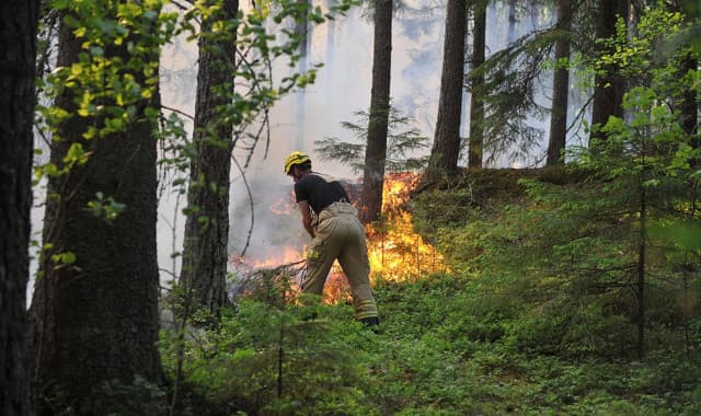Swedish train causes forest fire with broken brakes