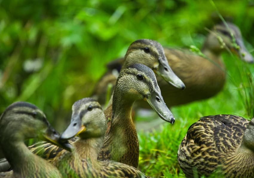 Cull of 20,000 Danish ducks could have been avoided: farmer