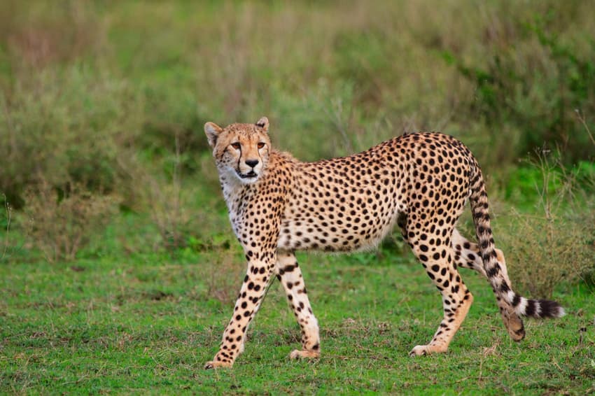 VIDEO: French family survives close encounter with cheetahs at Dutch safari park