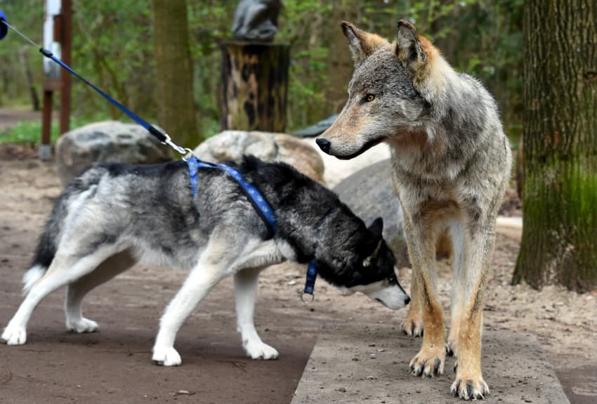 As wolf numbers rise, experts warn of danger of wolf-dog puppies