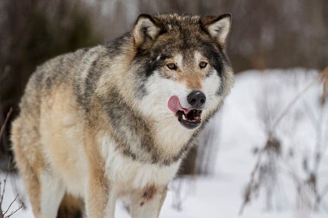 Sweden's licensed wolf hunt called off over declining population