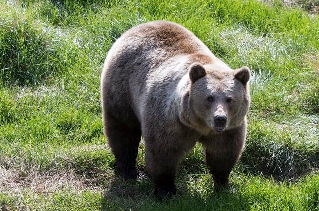 Record number of bears to be killed in Swedish Jämtland