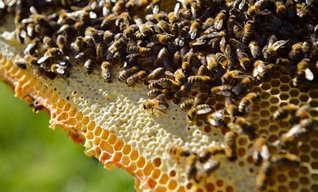 Two million bees stolen from Swedish farmers