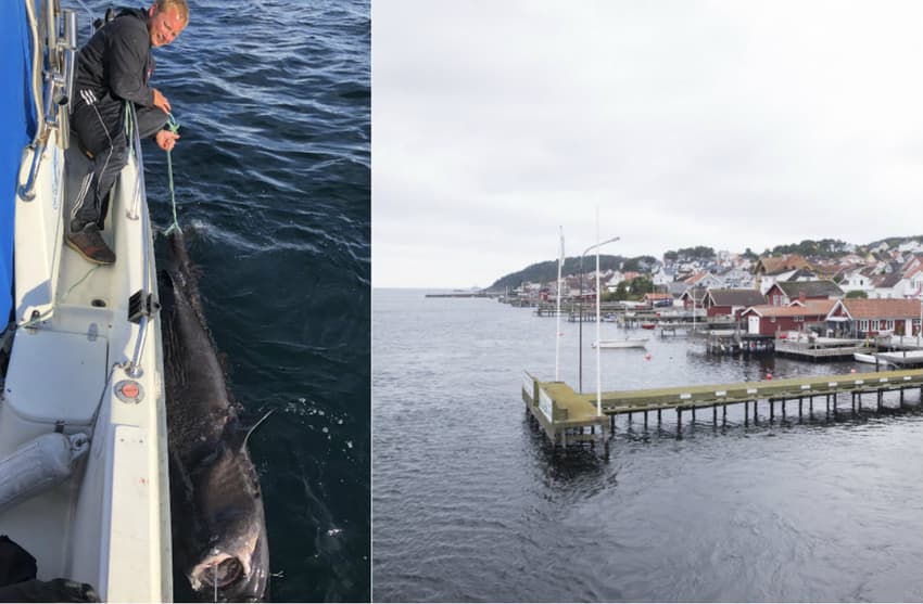 Norwegians catch three-metre shark on Saturday fishing trip