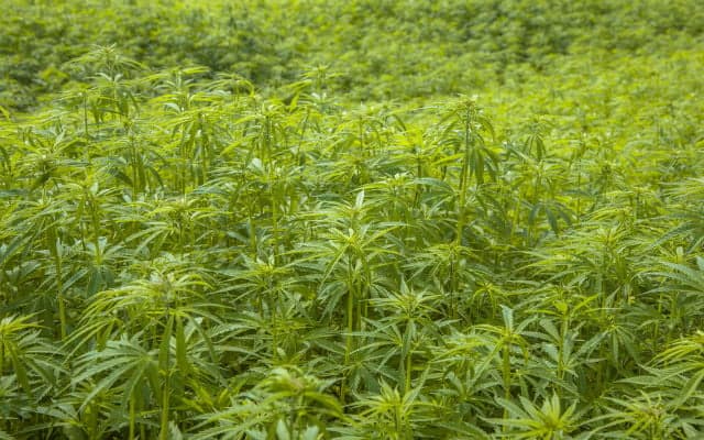 Italian police bust 'Ndrangheta cannabis plantation with 26,000 plants