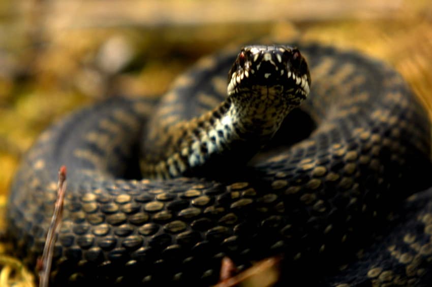 'Record' number of Norwegians suffer snake bites during hot summer