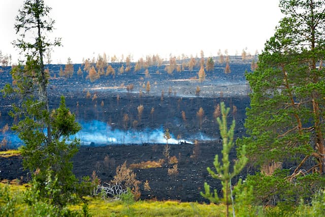 Looming windstorms could worsen Sweden's wildfires