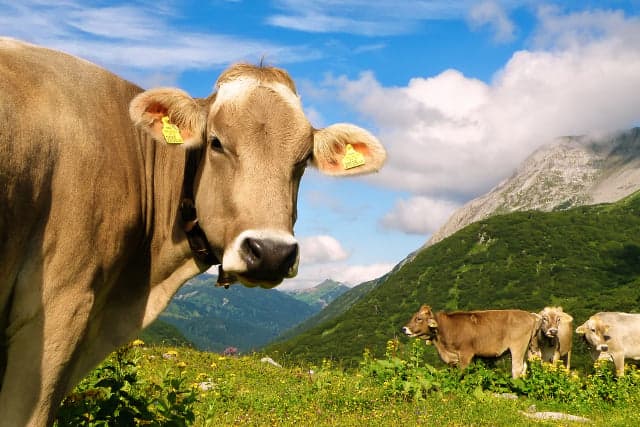 Oversized Swiss cows 'too big for their stalls'