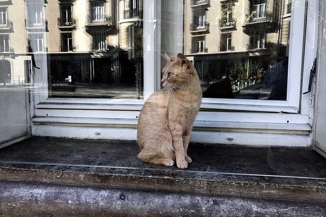 French MP calls for mice-hunting cats at presidential palace