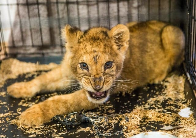 Half-starved lion cub abandoned in Paris flat finds new home