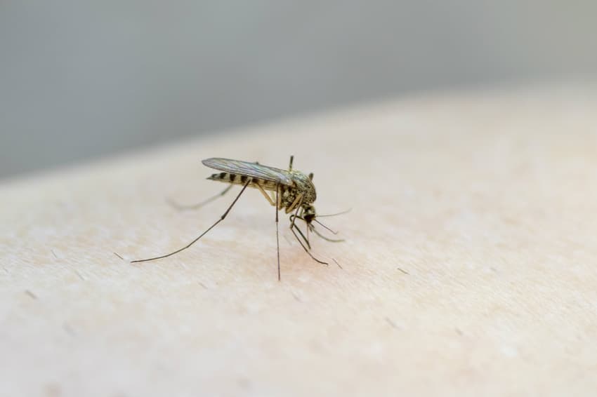 West Nile fever outbreak claims three lives in northeast Italy