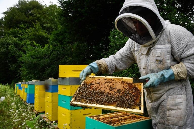 Bee-killing pesticides: France's ban begins Saturday