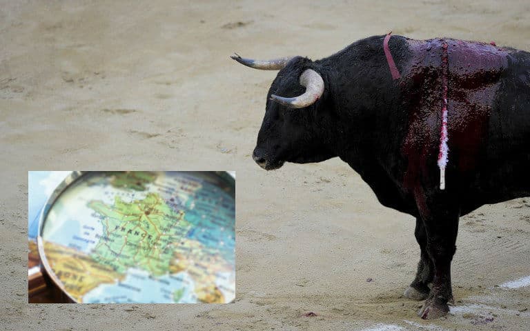 Glance around France: Bull kills spectator in the Gard, pasta warning and mosquitoes in France for Christmas