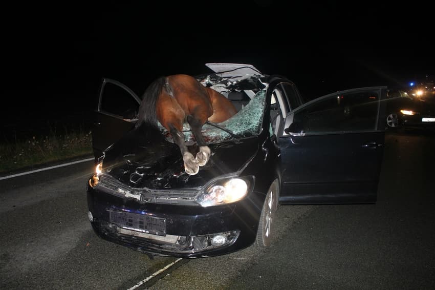 Horse crashes through car windscreen in western Germany
