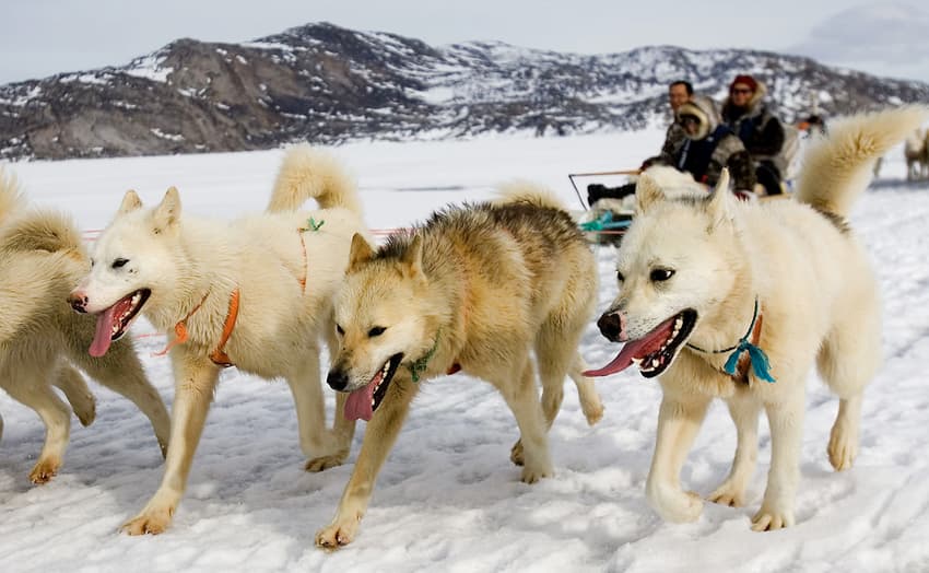 Danish transport ministry gives green light to dog sleds