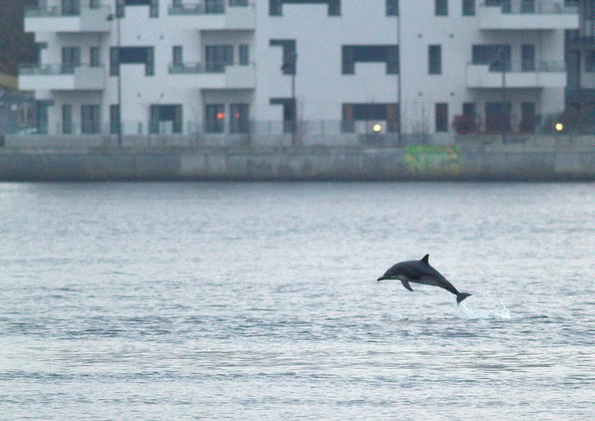 Rarely-sighted dolphin swims in Danish waterway