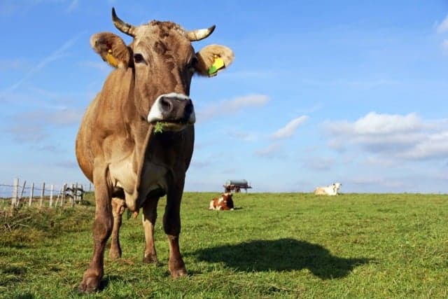 Why the Swiss are having a referendum about cow horns this weekend