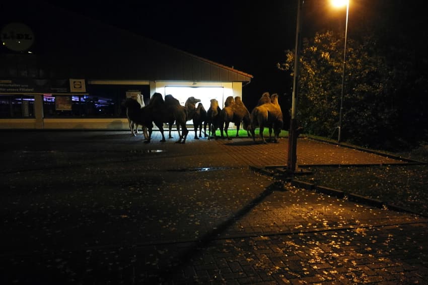 Seven camels spotted outside of Lidl in Lower Saxony