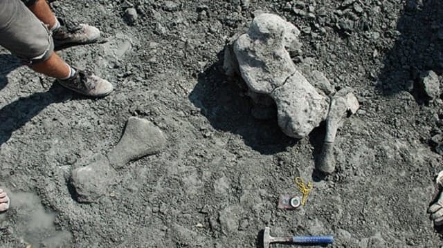 Gigantic prehistoric reptile discovered by Swedish researchers