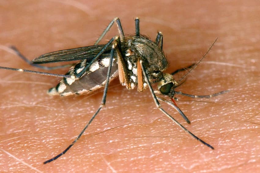 Mild winter could lead to mosquito outbreak in Germany