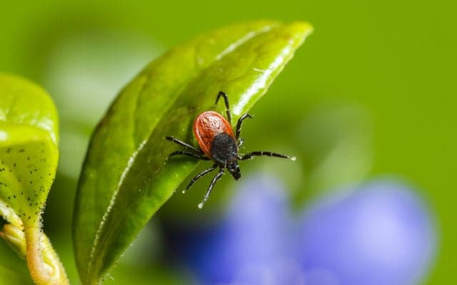 Swiss government extends vaccination area for tick-borne encephalitis as cases increase