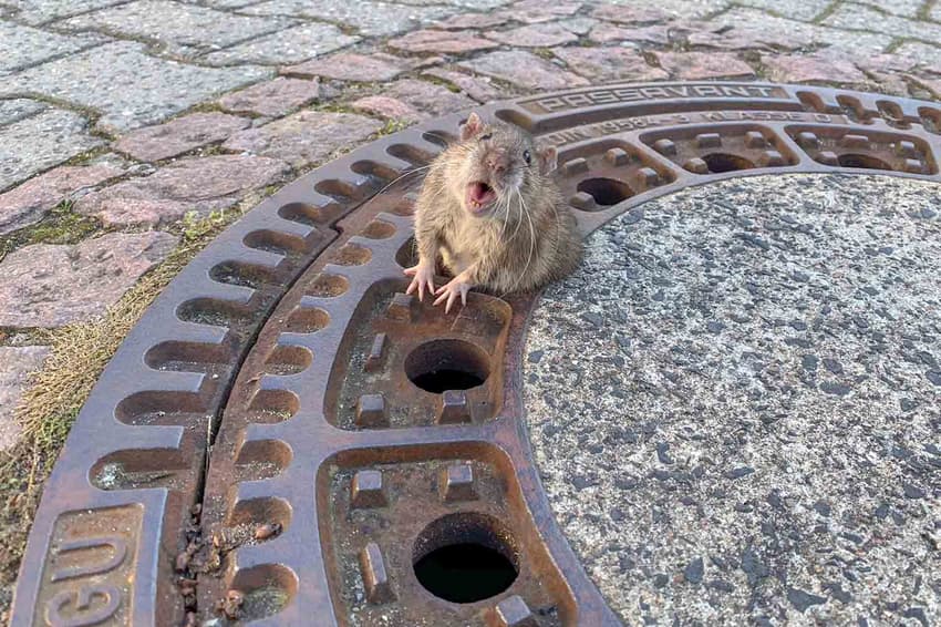 German fire department frees chubby rat from manhole cover