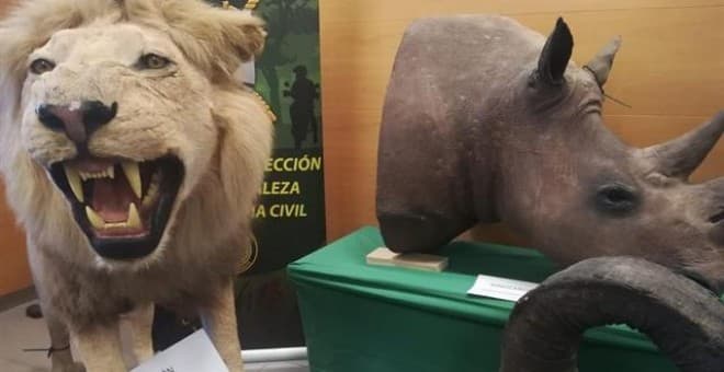 Lions and tigers and bears... oh my! Spanish police raid illegal taxidermist