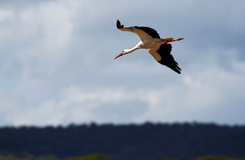 First stork of the year lands in Denmark