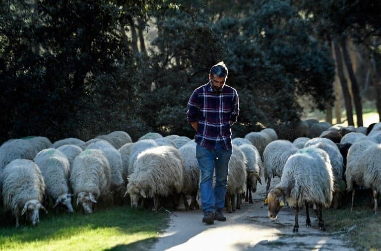 Sheep nibble Madrid's largest park into shape