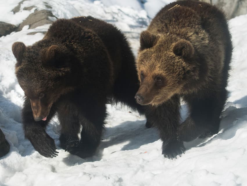 VIDEO: Sweden's brown bears awake early from hibernation
