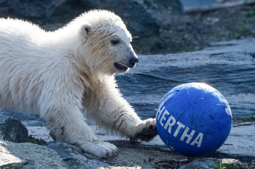 Berlin-born polar bear cub named after Hertha football club