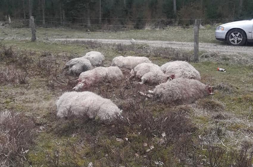 25 sheep killed in 'Denmark’s biggest' wolf attack