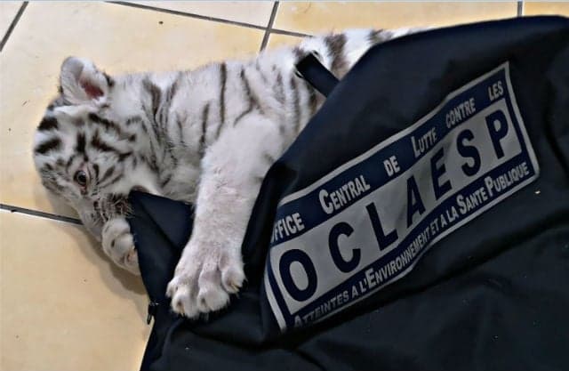 White tiger seized at house in southeast France