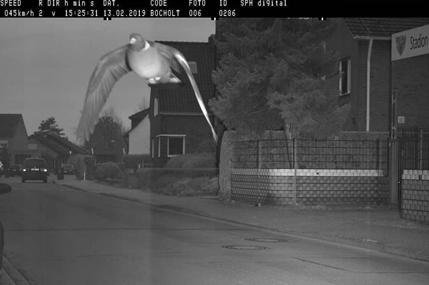 How a German ’racing pigeon’ went viral after speed camera snapshot