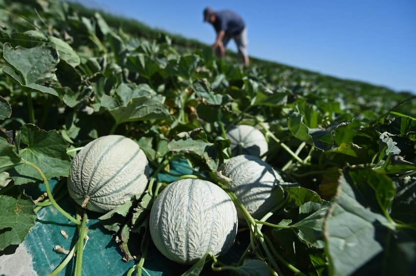 French farmers warn of Charentais melon shortages this summer