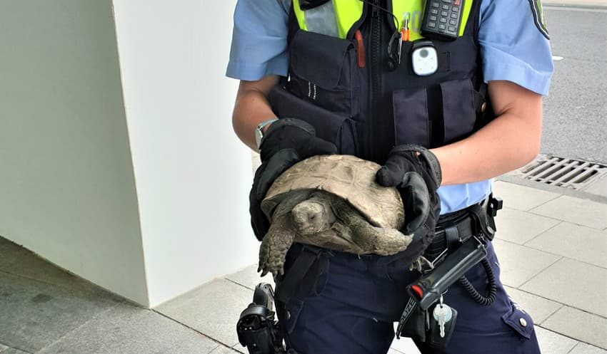 Tortoise triggers police operation while crossing road in Cologne