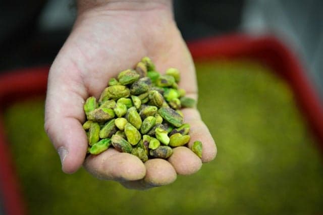 'It's a gamble but we're not crazy': French growers turn to pistachios