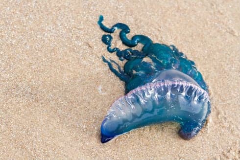 Benidorm beaches closed after bathers stung by Portuguese Man o'War 'jellyfish'