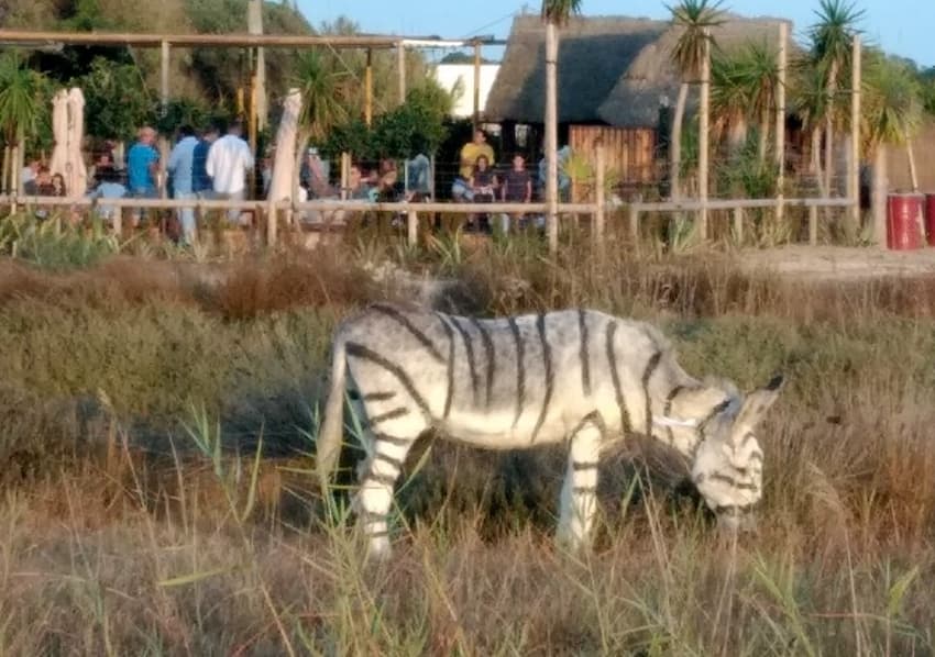 Animal abuse complaint after donkeys painted to look like zebras for safari themed party in southern Spain