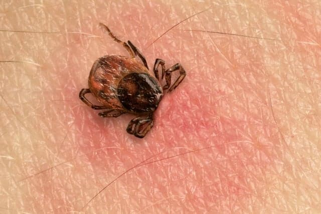 Sharp fall in cases of tick-borne illnesses in Switzerland