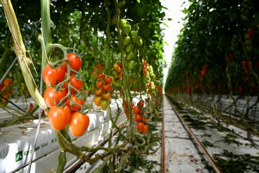 How an Italian farmer found a better way to grow tomatoes – without soil
