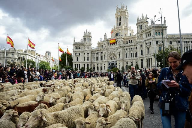 Shepherds herd 2,000-strong flock through central Madrid