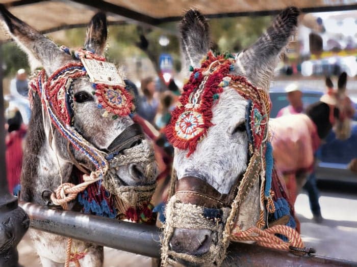 Finally, Costa del Sol town imposes weight limit on donkey rides